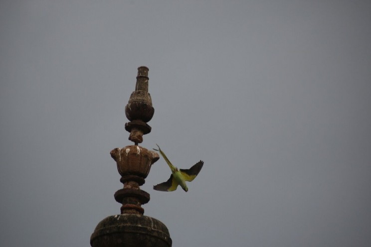 Zielone papugi w Chaturbhuj Mandir w Orchha