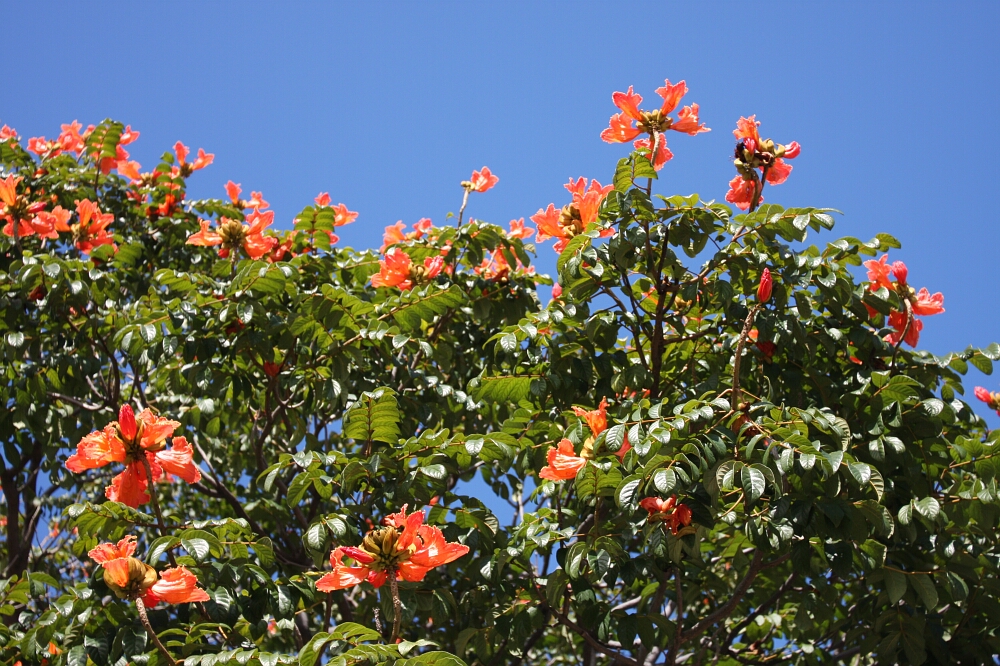 Funchal, Madera (Madeira), Portugalia