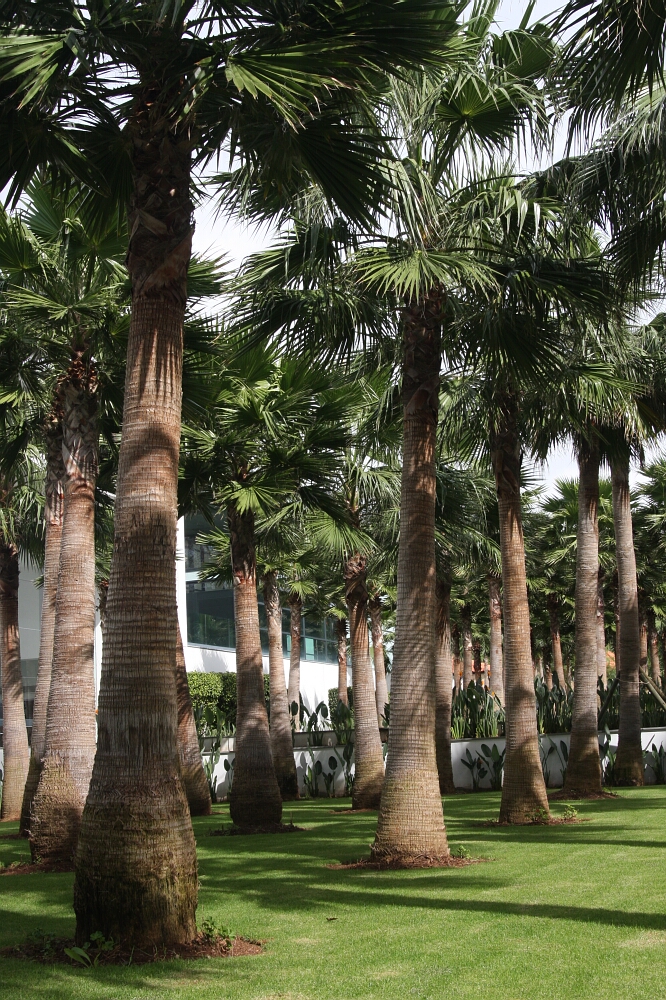 Funchal, Madera (Madeira), Portugalia