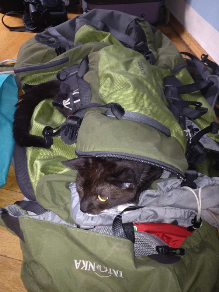 Kot w walizce/ plecaku / na walizkach