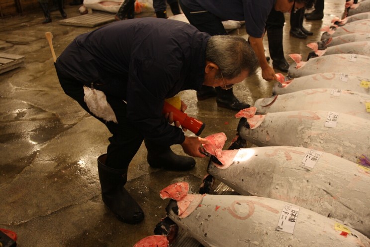 Targ rybny Tsukiji w Tokio (Tsukiji-shijō - 築地市場) Aukcja tuńczyków