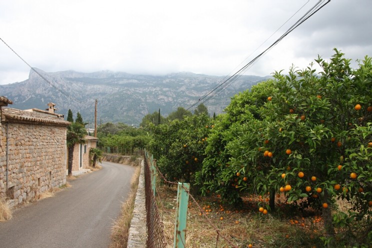 Pomarańczowe gaje Sóller, w dolinie Vall de Sóller (Majorka)