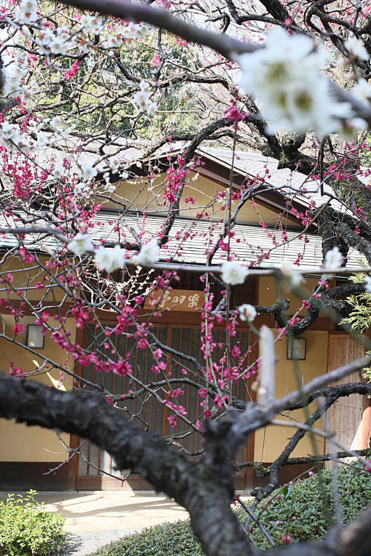 Kwitnące wiśnie w Tokio: sakury w Shinjuku Gyoen (Hanami w Tokio)