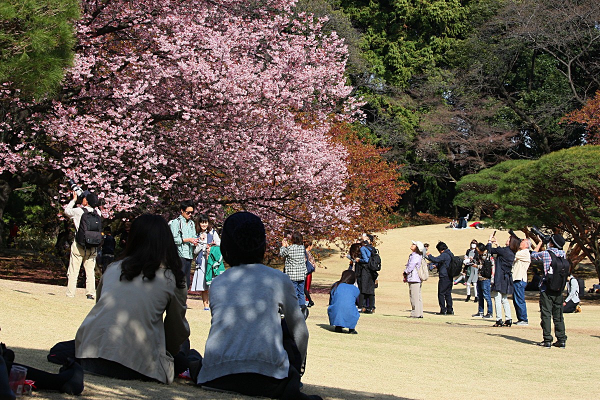 Hanami: Kwitnące wiśnie (sakury) w parku Shinjuku Gyoen w Tokio (marzec 2015)