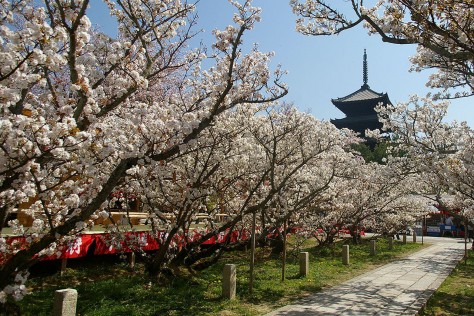 1280px-Omurosakura