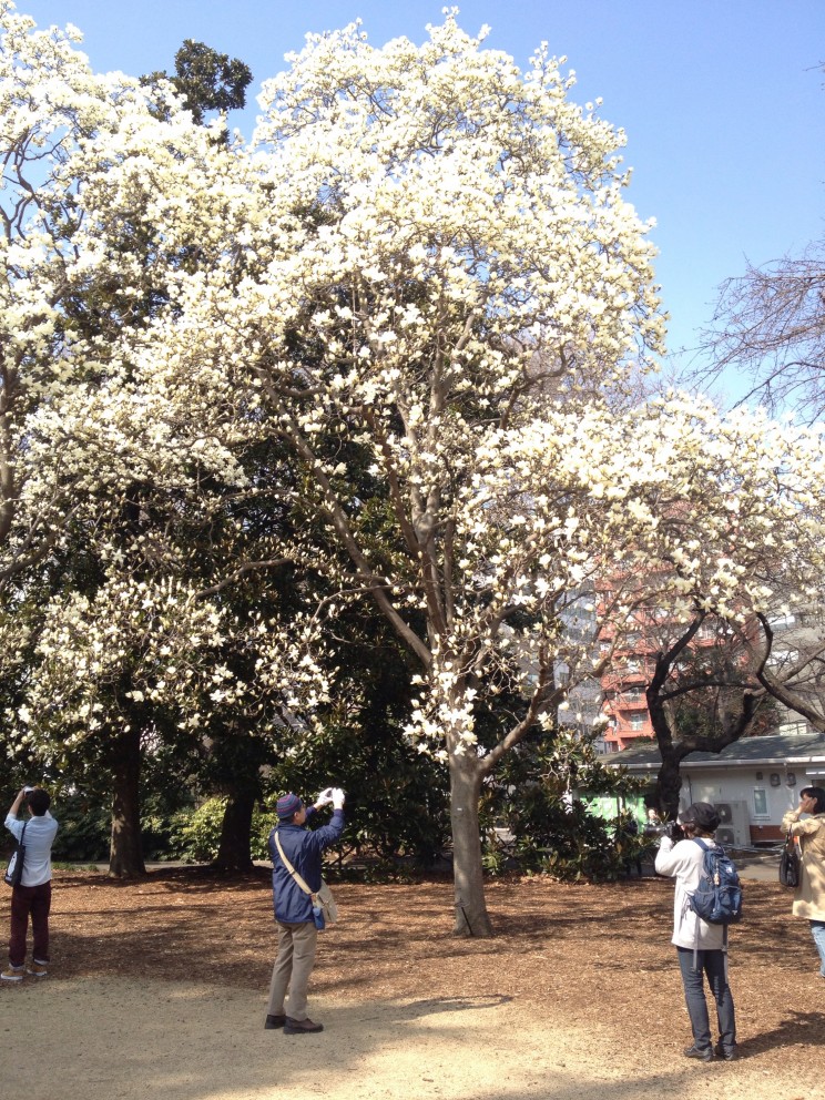 Kwitnące sakury w Shinjuku Gyoen Tokio Sakura Hanami 2015