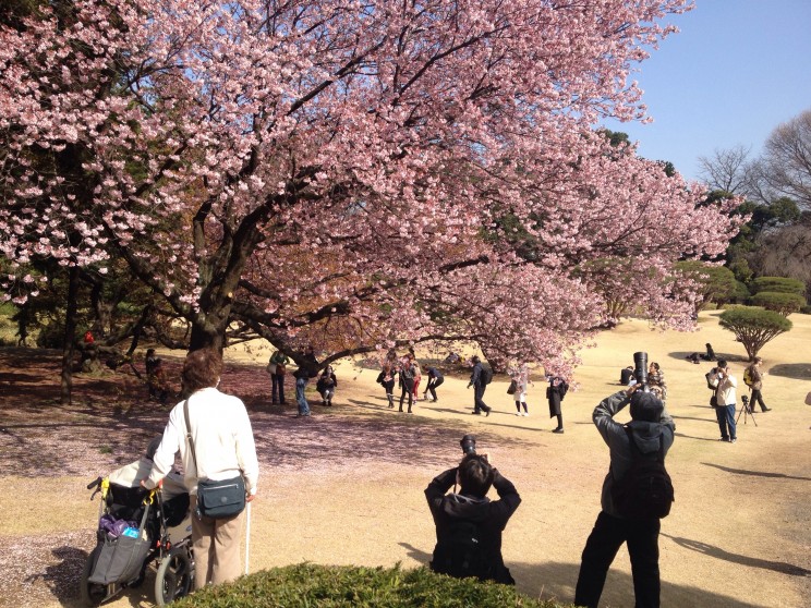 Kwitnące sakury (japońskie wiśnie) w Shinjuku Gyoen, Tokio, Japonia