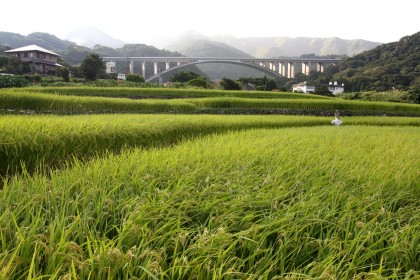 Pola ryżowe w Beppu (wrzesień 2012)