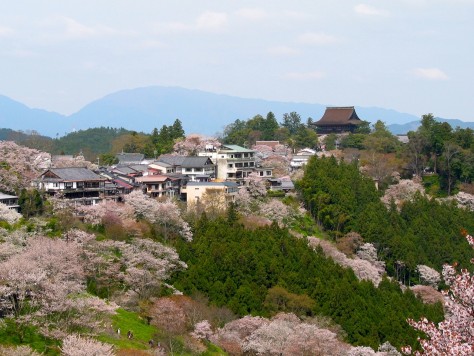 Cherry blossoms at the Yoshinoyama 01
