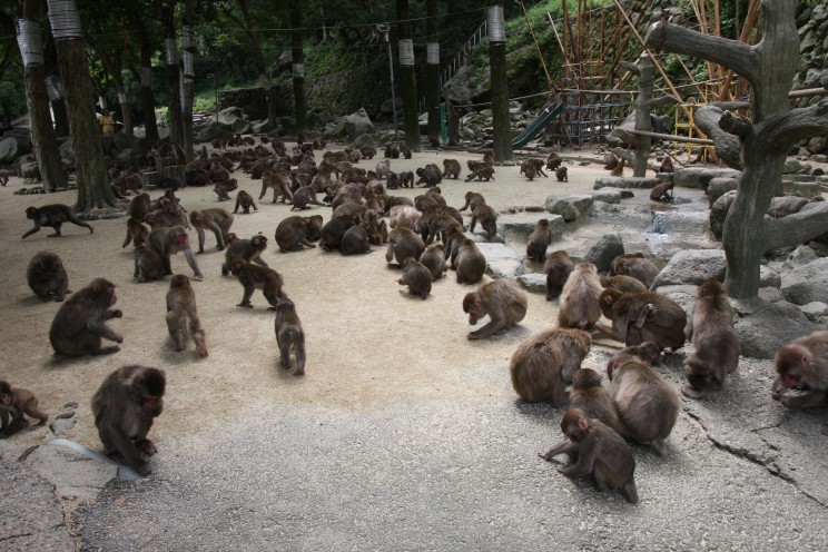 Małpi Park Takasakiyama, Beppu, prefektura Oita, Japonia