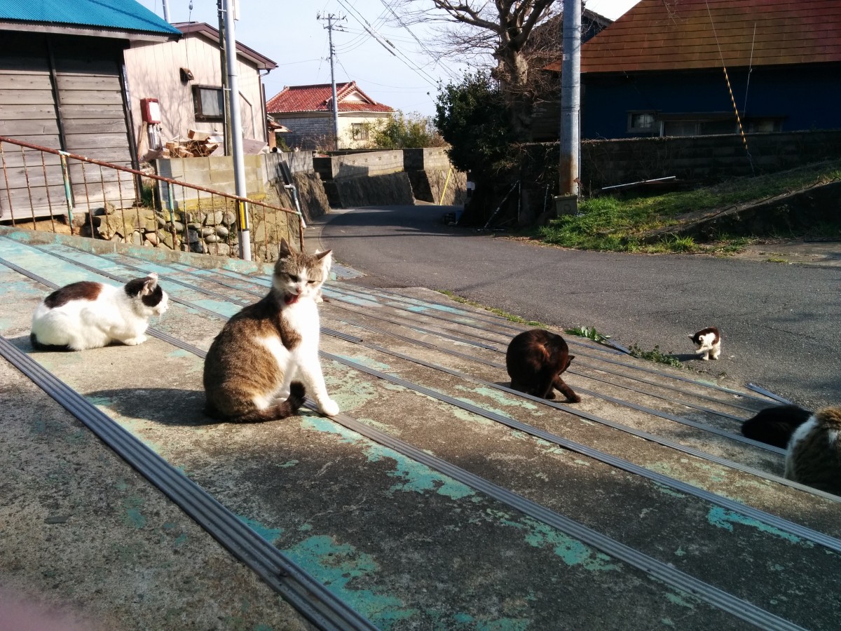 Ciekawe miejsca w Japonii: kocia wyspa Tashirojima