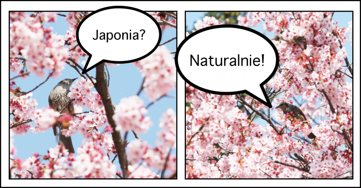 Natura i przyroda w Japonii, najciekawsze miejsca w Japonii