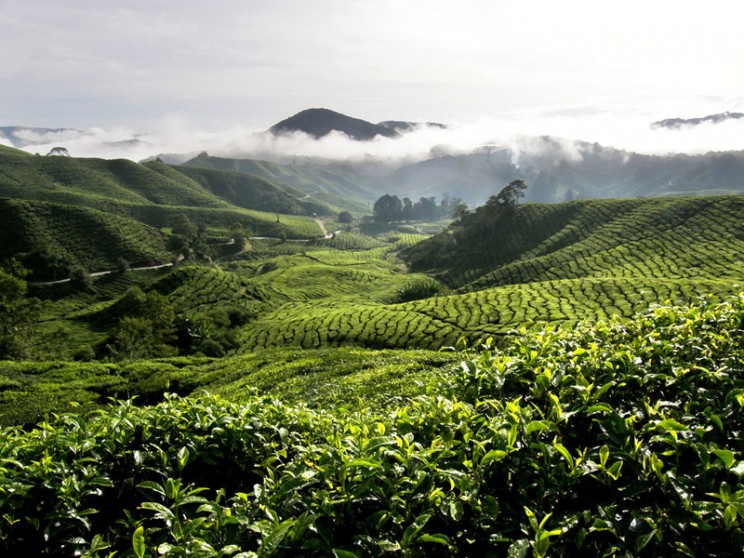 Cameron Highlands Tea Plantation, Malaysia