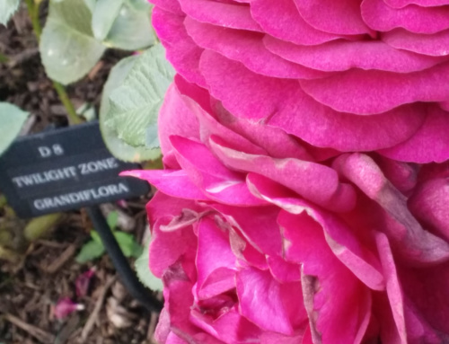 Portland: International Rose Test Garden (Washington Park)