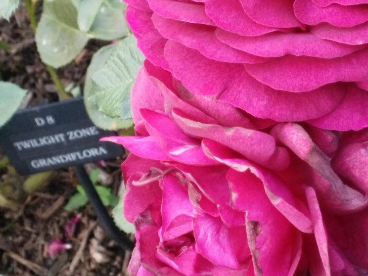 Portland: International Rose Test Garden