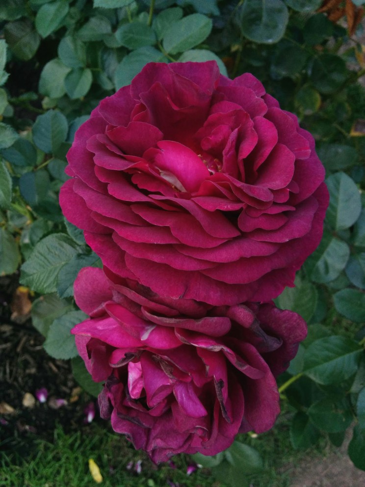 Twilight Zone Grandiflora Rose - Wielkokwiatowa Strefa Mroku