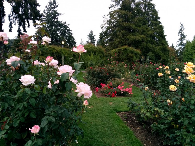 International Rose Test Garden, Portland