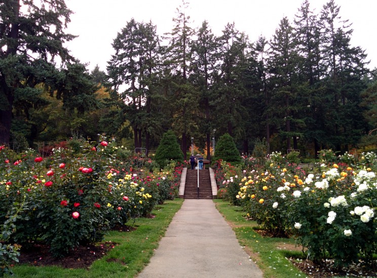 International Rose Test Garden, Portland