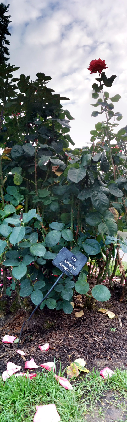 Artistry Hybrid Rose, International Rose Test Garden, Portland