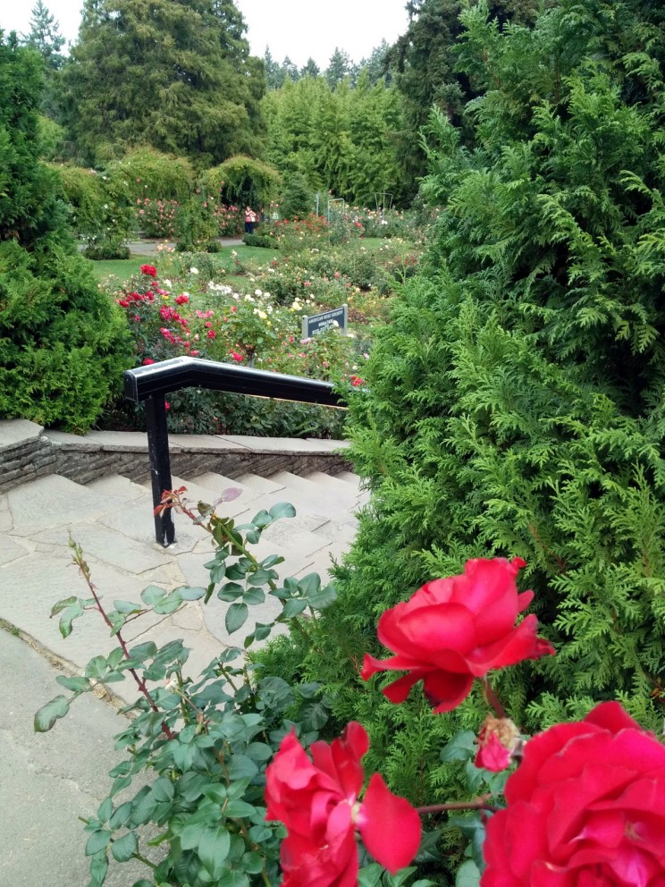 Portland: International Rose Test Garden