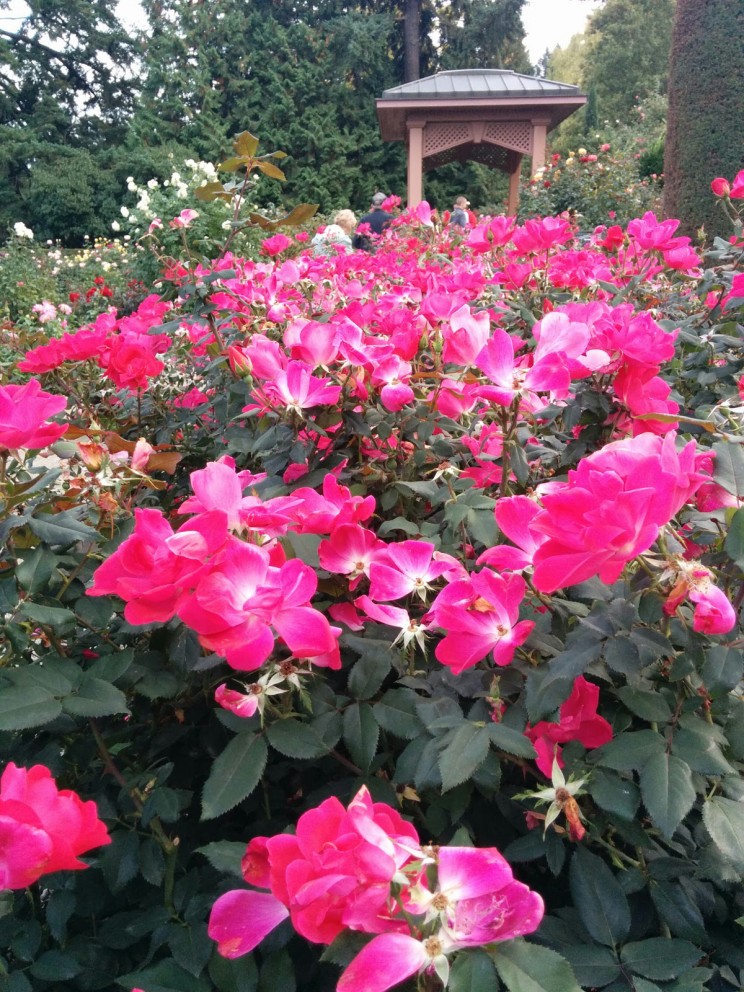 Portland: International Rose Test Garden