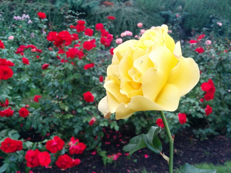 Portland: International Rose Test Garden