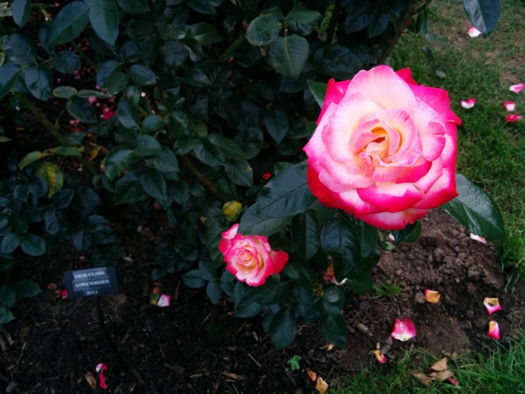 Portland: International Rose Test Garden