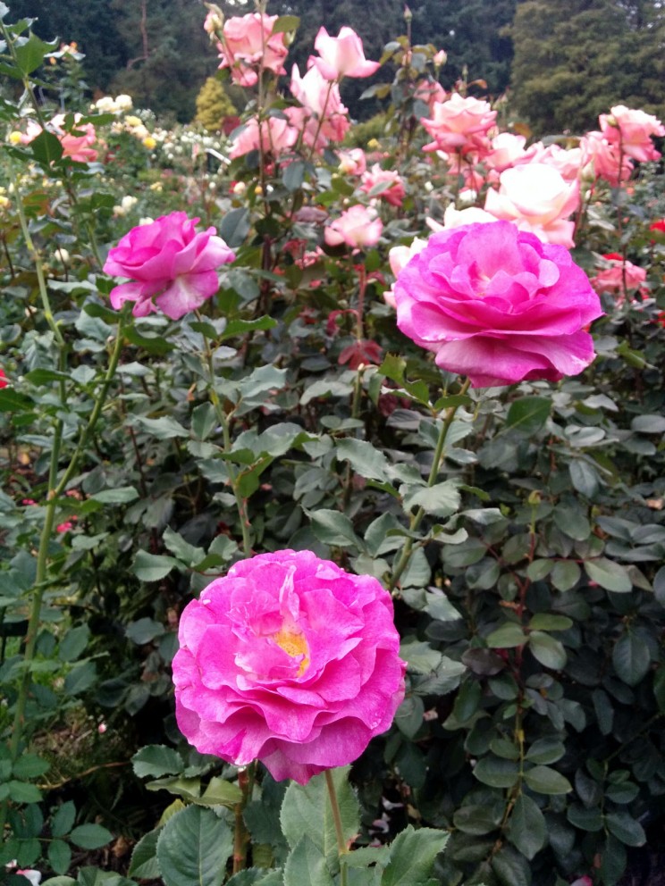 Portland: International Rose Test Garden