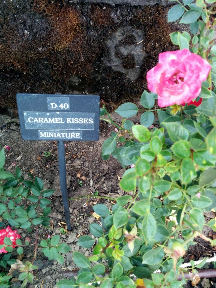 Portland: International Rose Test Garden
