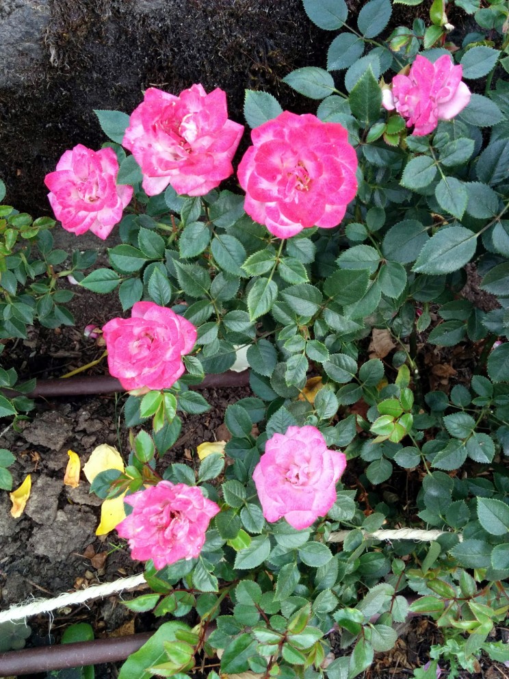 Portland: International Rose Test Garden