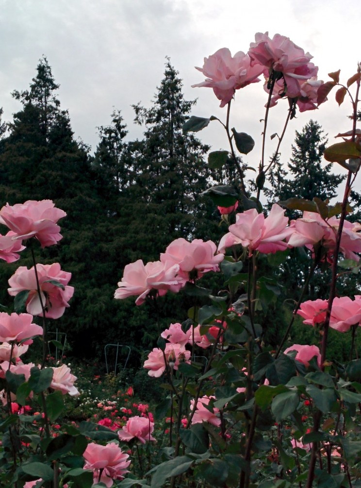 Portland: International Rose Test Garden