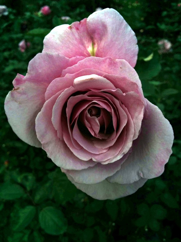 Portland: International Rose Test Garden