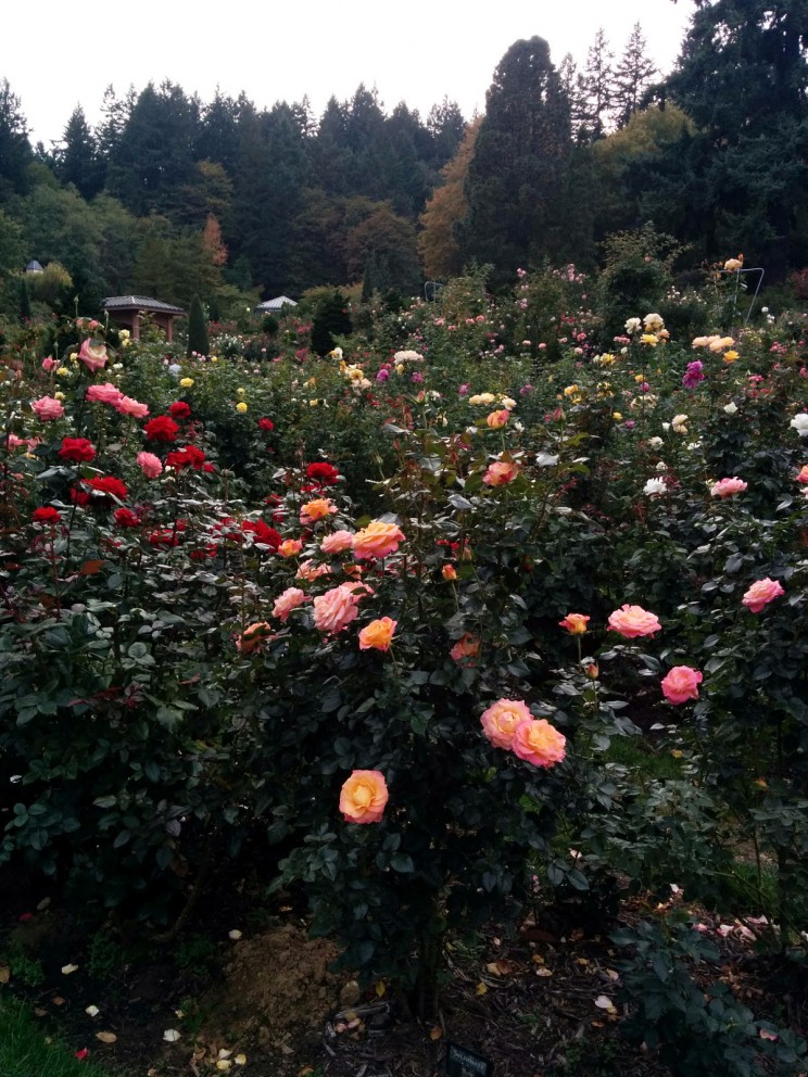 Portland: International Rose Test Garden
