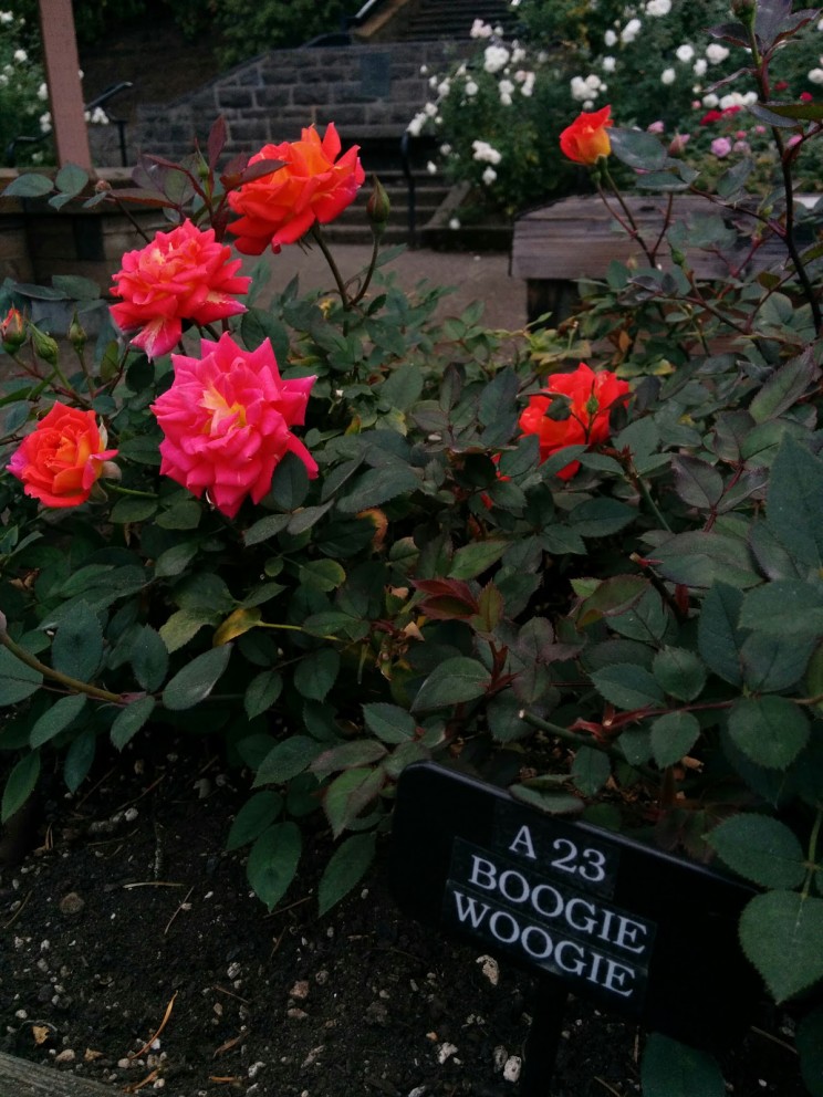 Portland: International Rose Test Garden