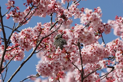 Sakury w Tokio - kiedy jechać do Japonii oglądać kwitnące wiśnie?