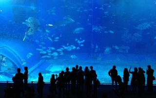 Churaumi Aquarium, Okinawa, Japonia