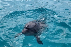 Delfiny w Japonii, Churaumi Aquarium, Okinawa, Japonia