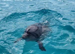 Video z Japonii: delfiny