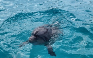 Delfiny w Japonii, Churaumi Aquarium, Okinawa, Japonia