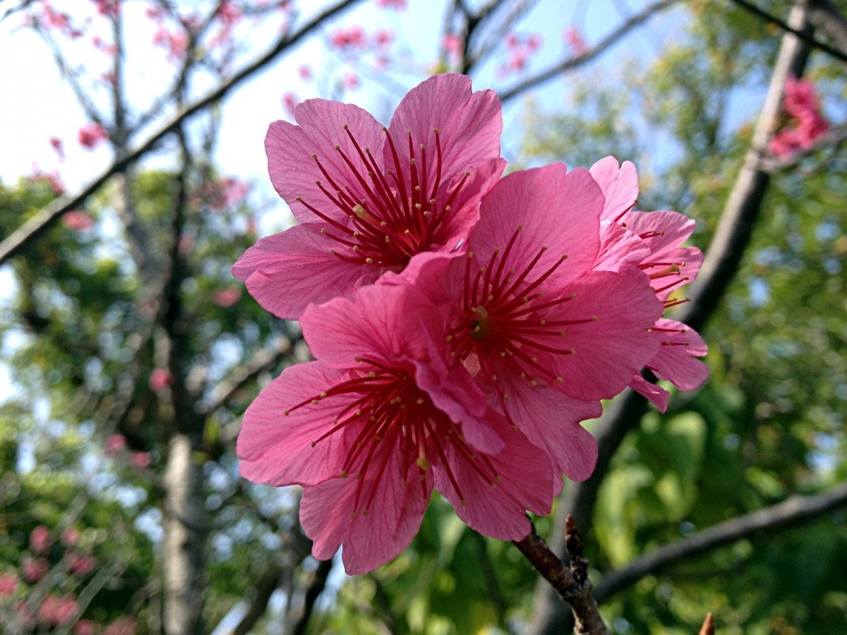 Kwitnące sakury (japońskie wiśnie, Hikanzakura) w Naha, Okinawa, Japonia