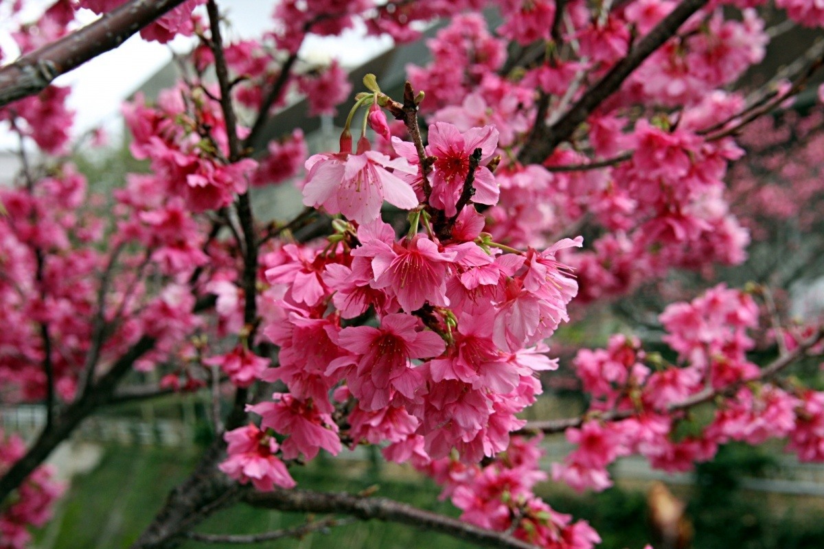 Kwitnące sakury (japońskie wiśnie) w Naha, Okinawa, Japonia