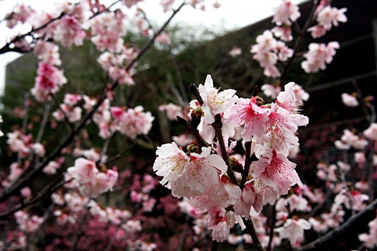 Kwitnące sakury (japońskie wiśnie) w Naha, Okinawa, Japonia