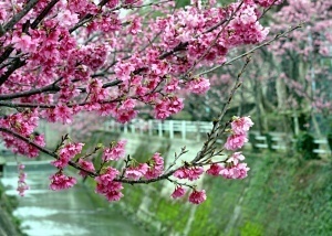 Wiśnie w Japonii (sakura)