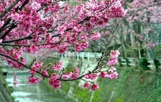 Sakury, hanami i wiśnie w Japonii (Okinawa)
