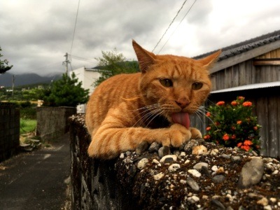 Rudy kot w Miyanoura, Japonia (kocie idiomy w języku japońskim)