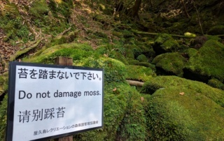 Nie niszcz mchu! Do not damage moss! Yakushima (plan podróży po Japonii)