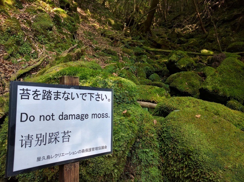 Nie niszcz mchu! Do not damage moss! Yakushima (plan podróży po Japonii)