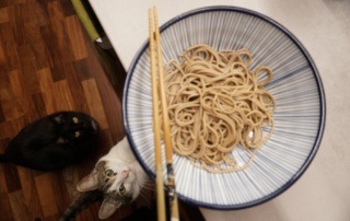 Cats like Japanese soba noodles!