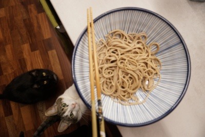 Cats like Japanese soba noodles!