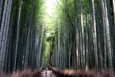 Ciekawe miejsca w Japonii: bambusowy las w Arashiyama (Kioto)